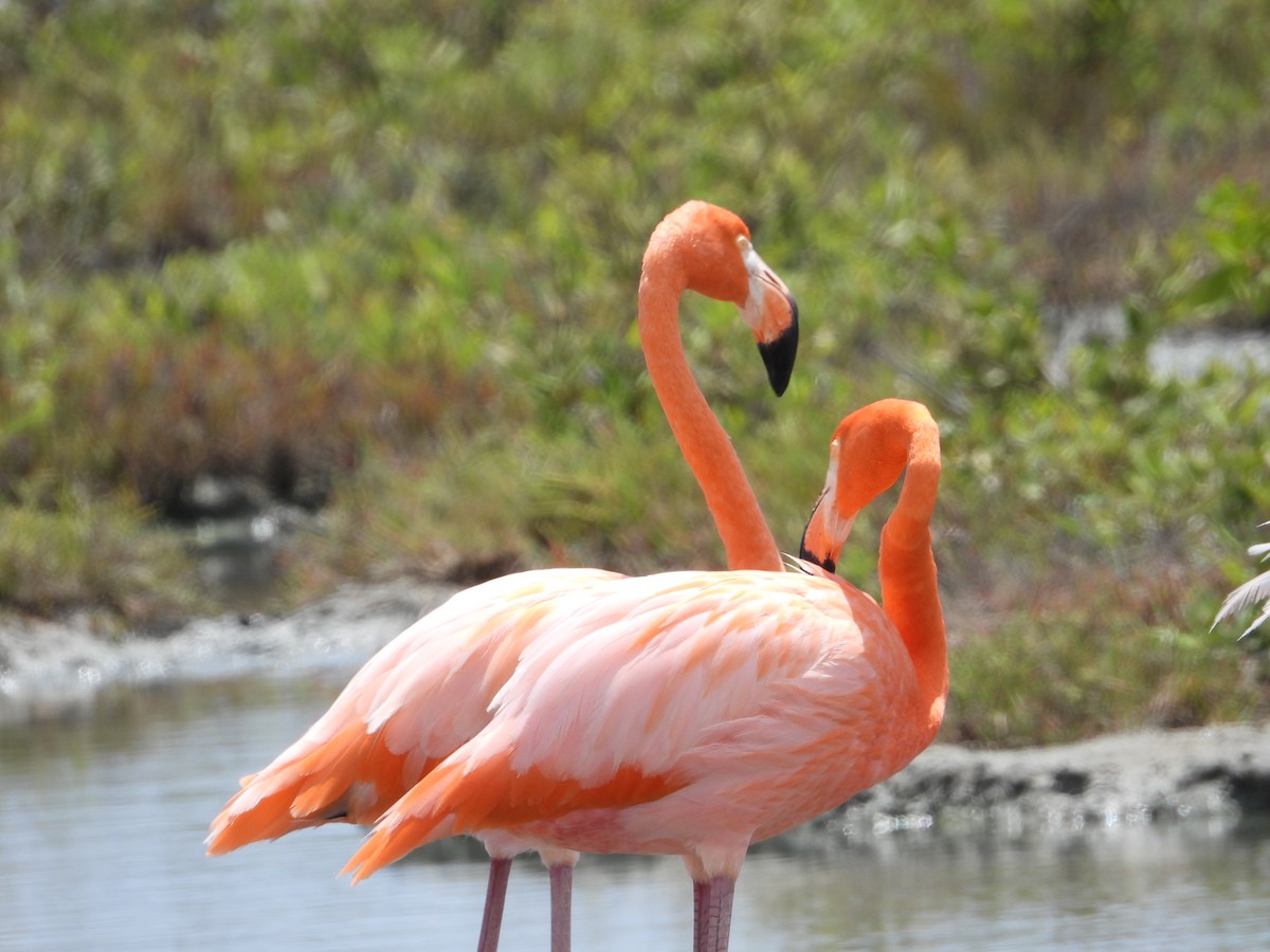 Amerika Flamingosu - ML619096649