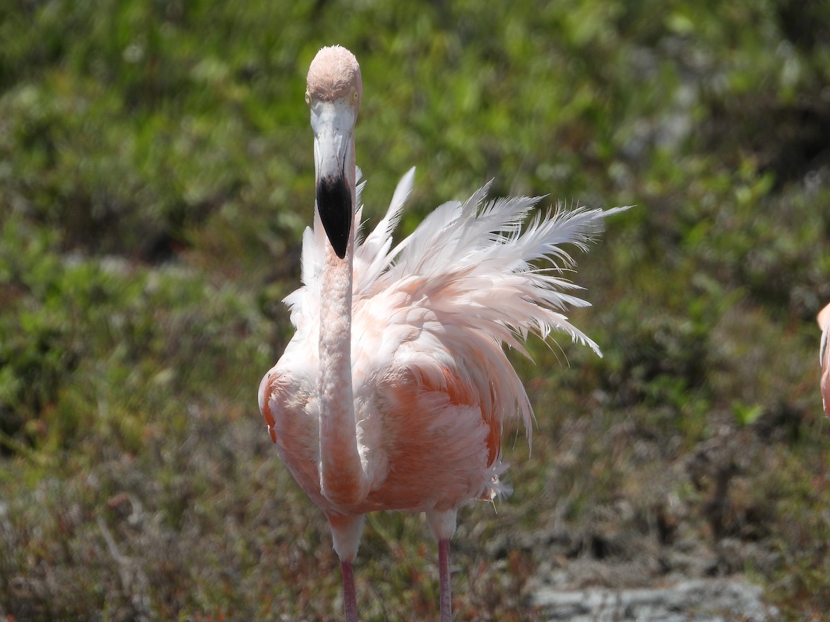 American Flamingo - Denise Rekwest