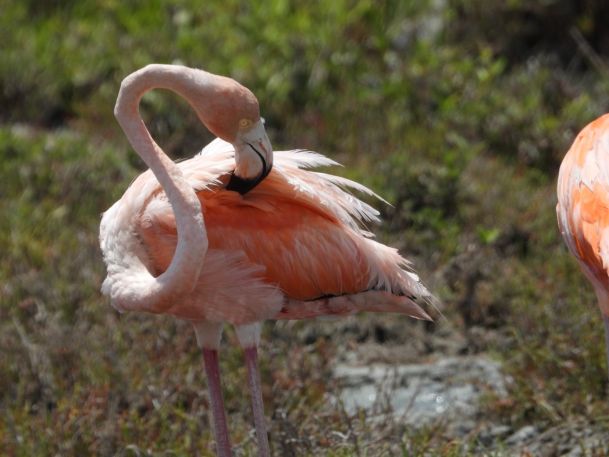 Amerika Flamingosu - ML619096652