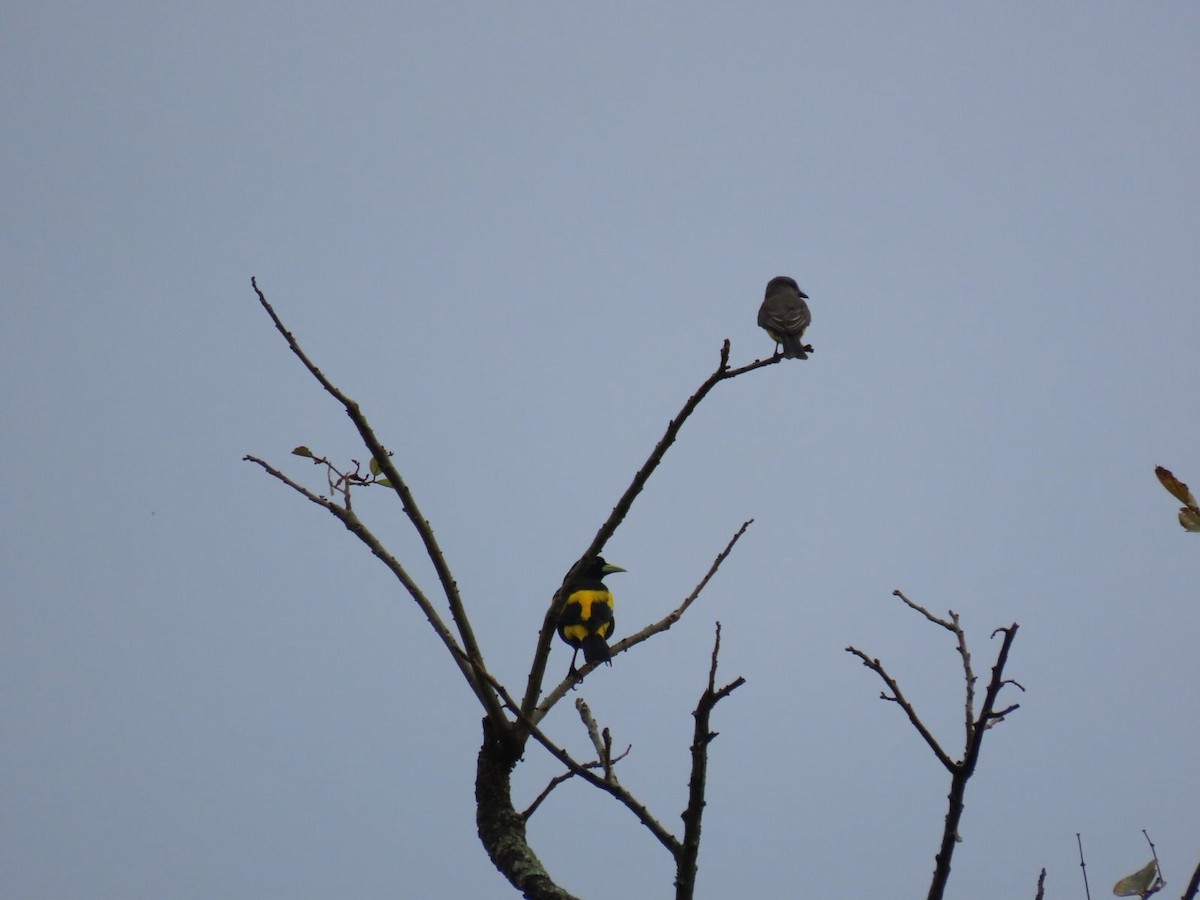 Yellow-rumped Cacique - ML619096655