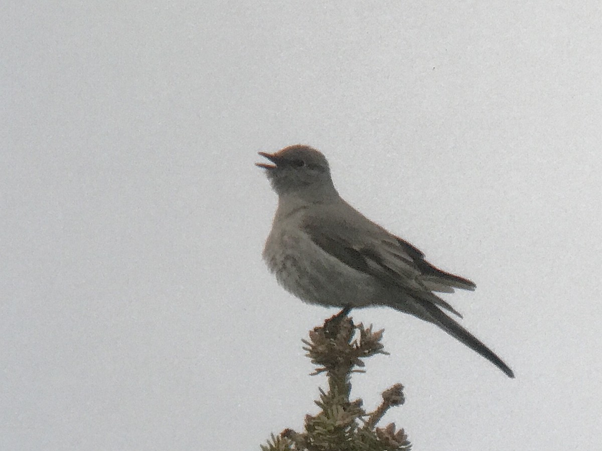 Townsend's Solitaire - Reid Hildebrandt