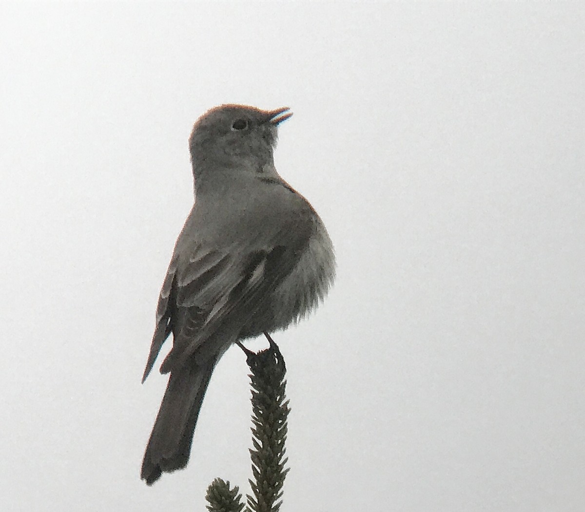 Townsend's Solitaire - Reid Hildebrandt