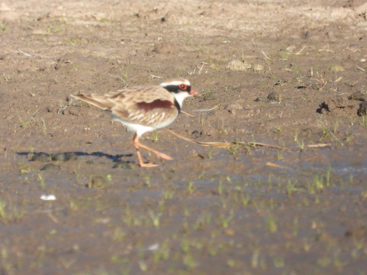 Black-fronted Dotterel - Stephan Megroz