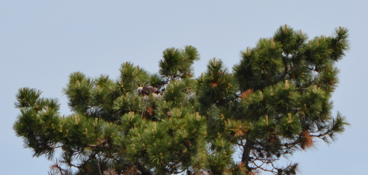 Red-tailed Hawk - Paul Messing