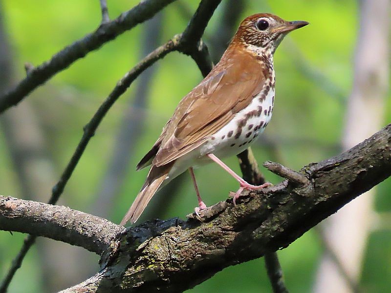 Wood Thrush - Tracy The Birder