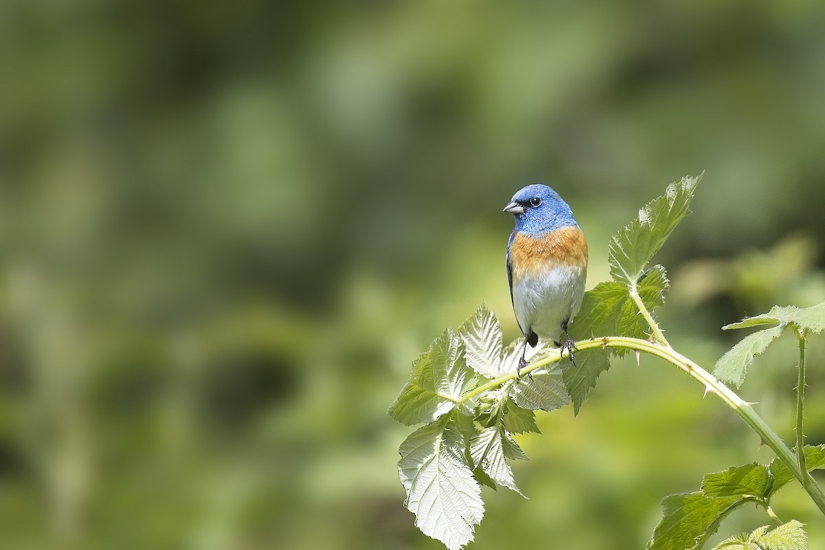 Lazuli Bunting - Robert Hsu