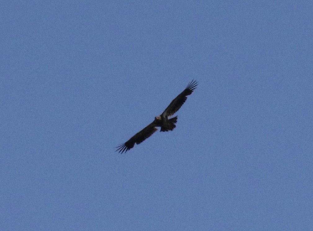 Bald Eagle - ML619096715