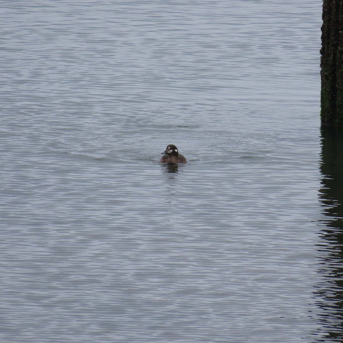 Harlequin Duck - Richard Fleming