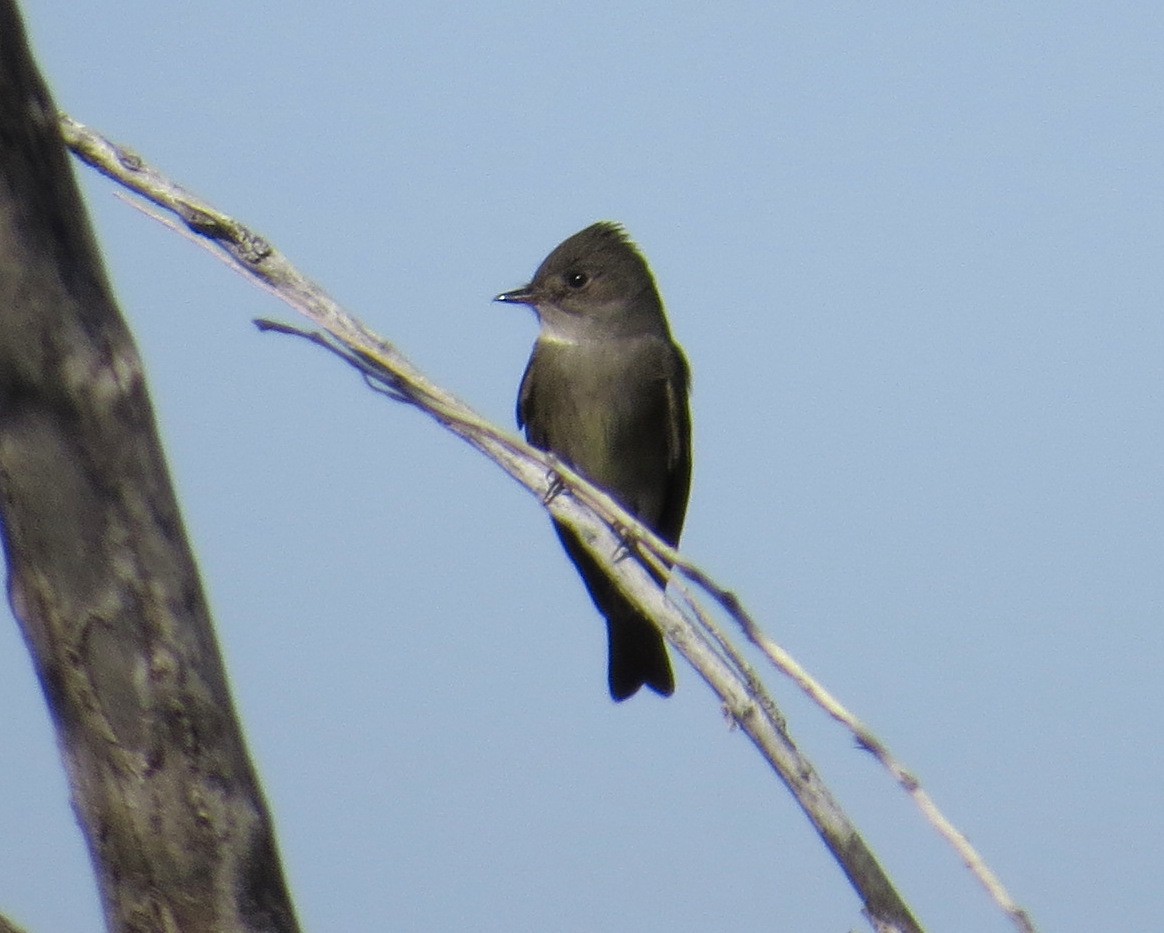 Western Wood-Pewee - Pam Campbell