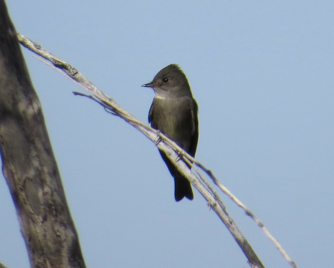 Western Wood-Pewee - ML619096724