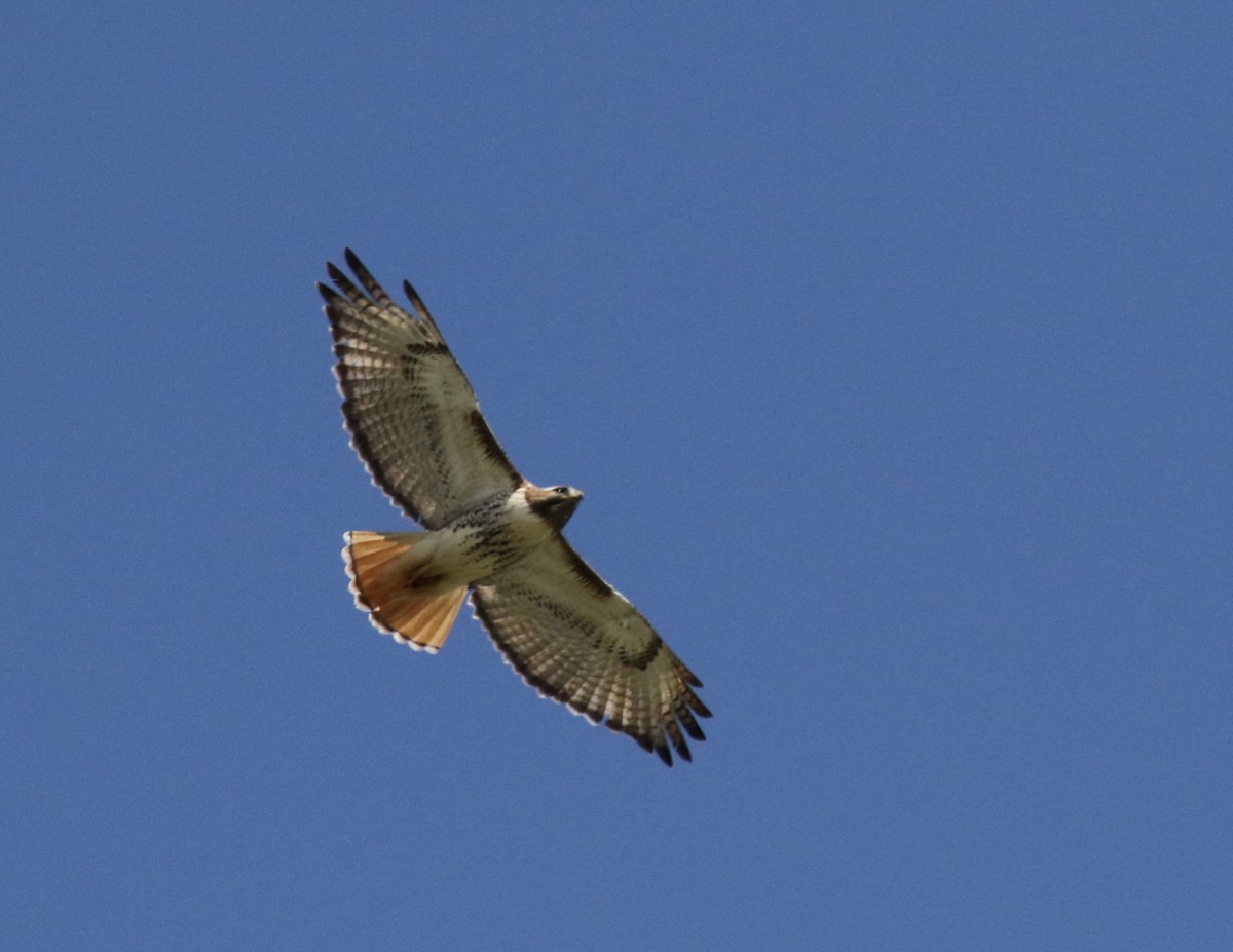 Red-tailed Hawk - ML619096727