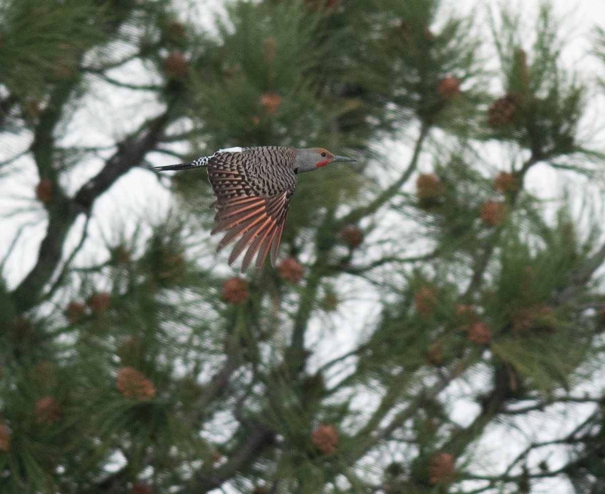 Northern Flicker - ML619096747