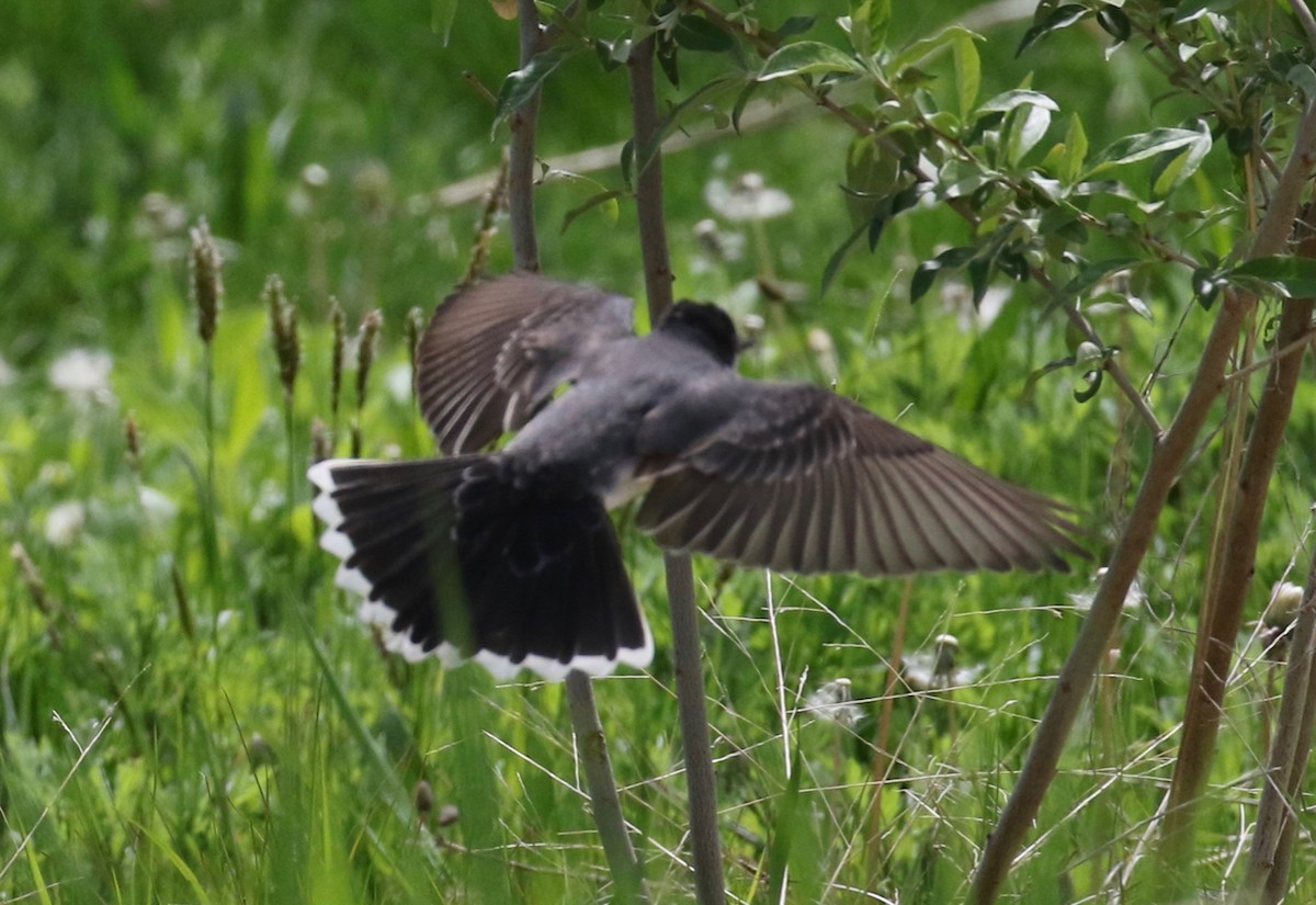 Eastern Kingbird - ML619096749