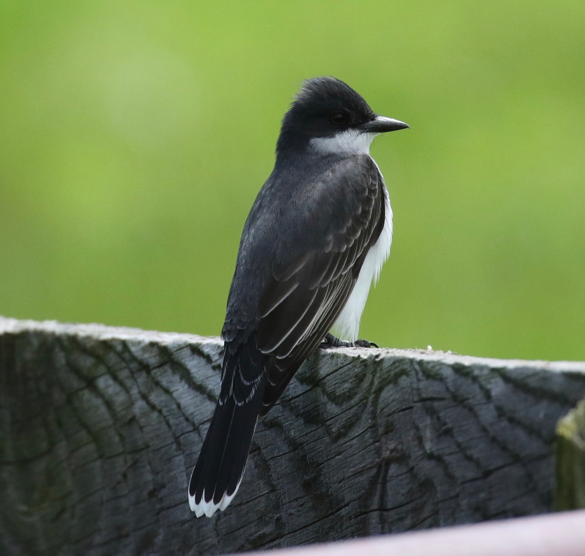 Eastern Kingbird - ML619096750