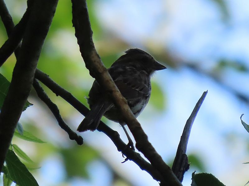 Song Sparrow - Tracy The Birder