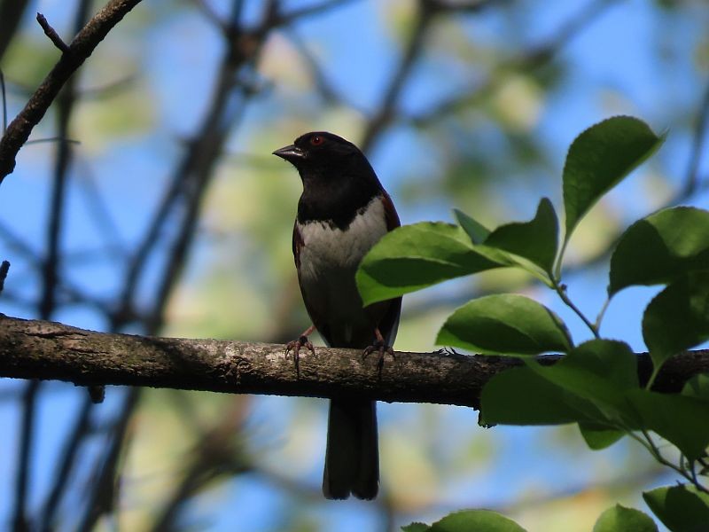 Eastern Towhee - ML619096764