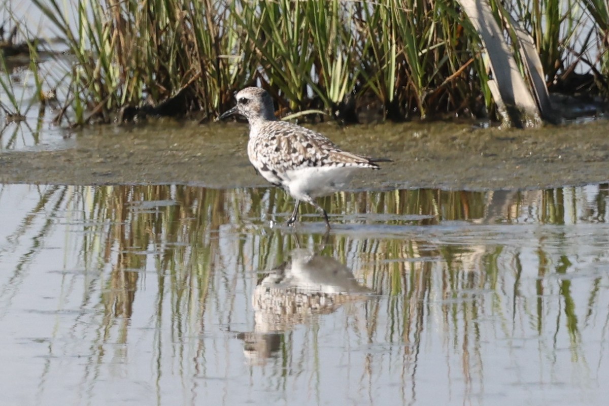 Black-bellied Plover - ML619096777