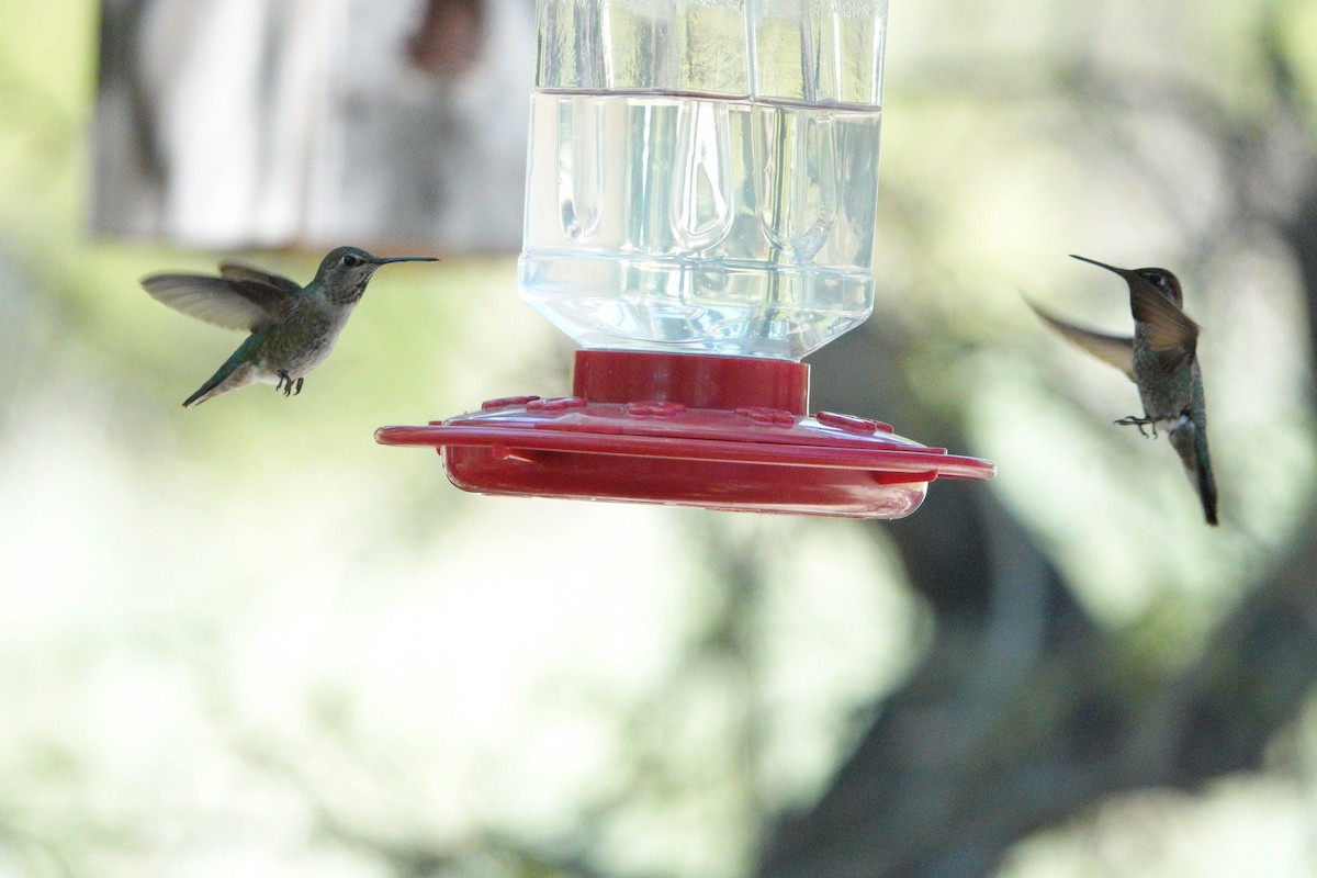 Anna's Hummingbird - Jeff Birek