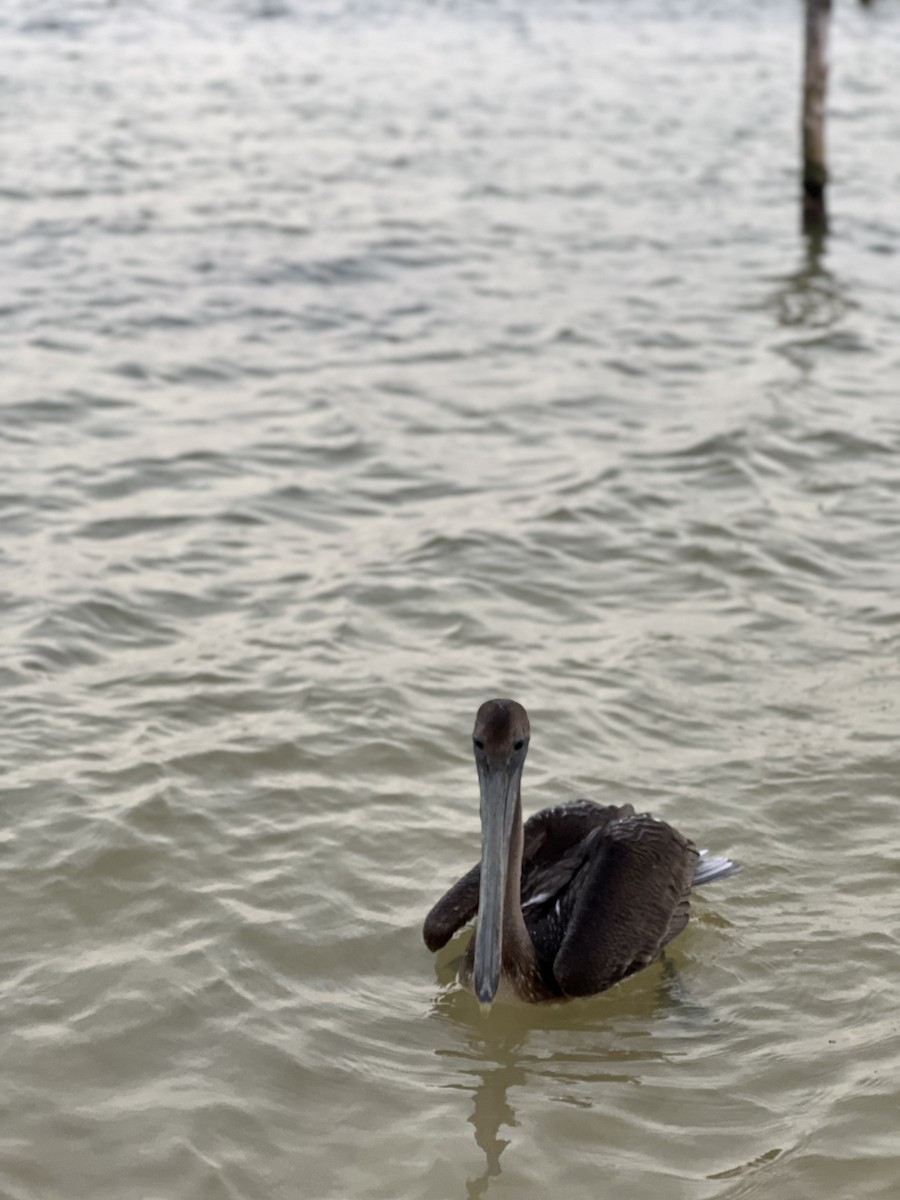 Brown Pelican - Jeromy Paquette