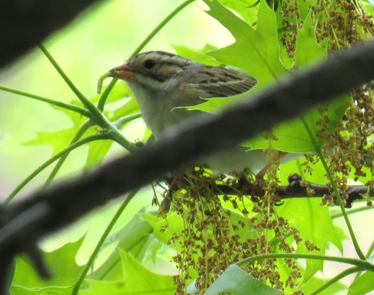 Clay-colored Sparrow - shelley seidman