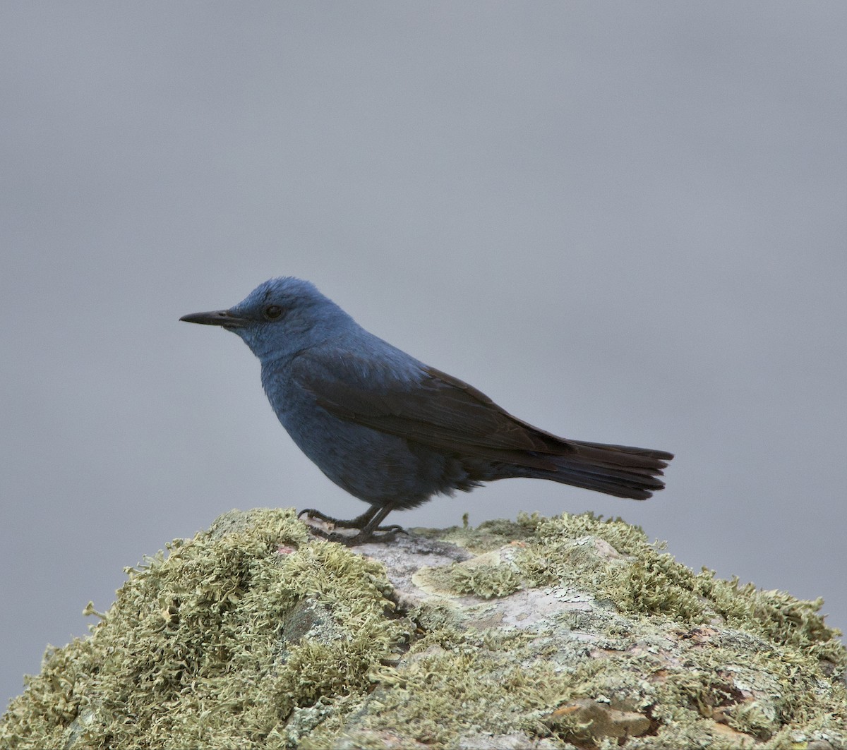 Blue Rock-Thrush - ML619096838