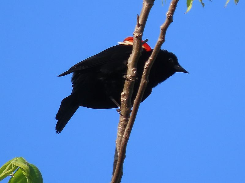 Red-winged Blackbird - Tracy The Birder