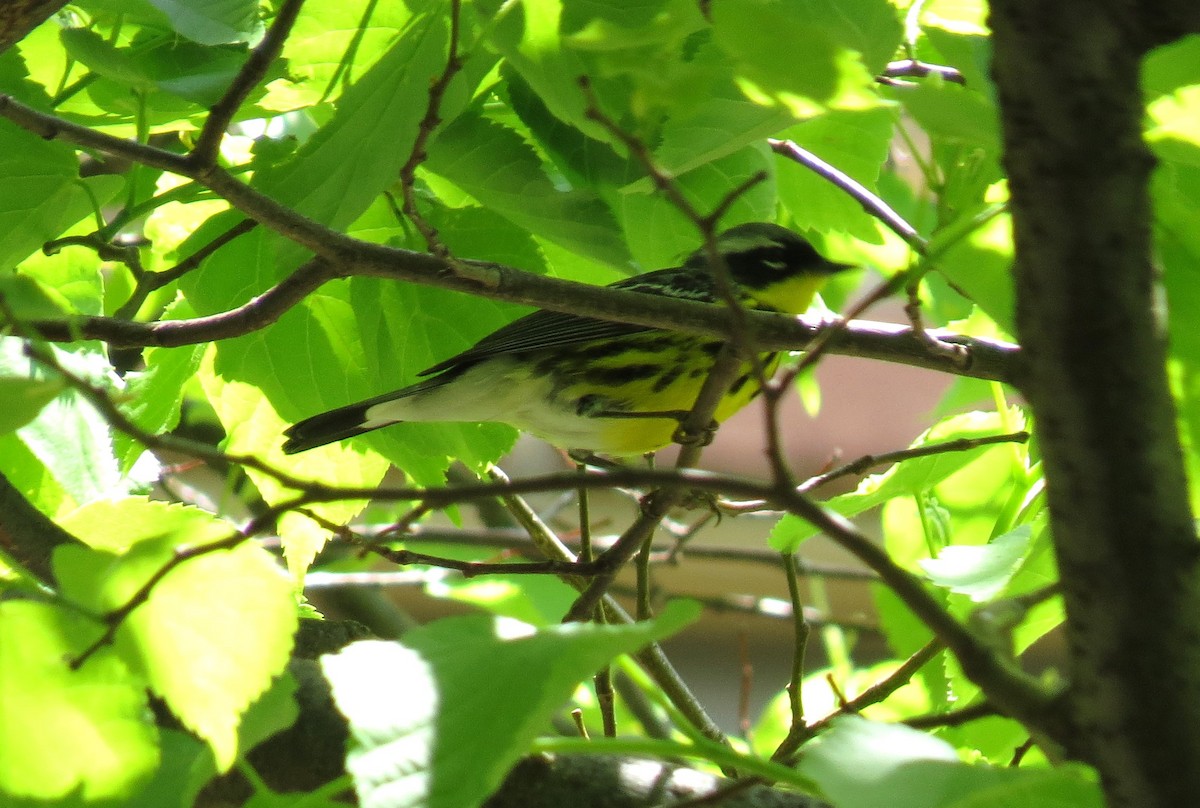 Magnolia Warbler - shelley seidman