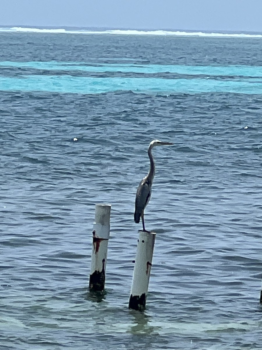 Great Blue Heron - Jeromy Paquette