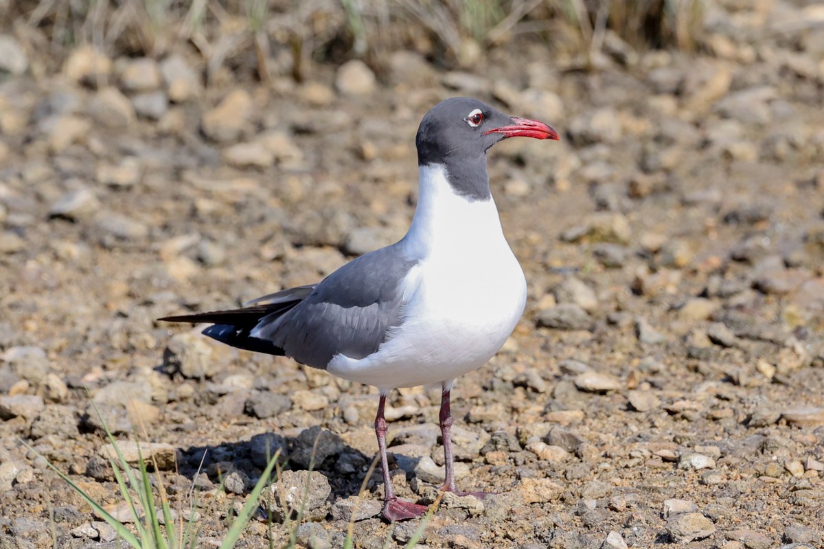 Laughing Gull - Warren Bielenberg