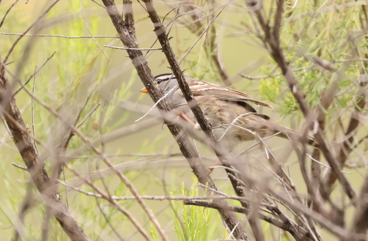 White-crowned Sparrow - Millie and Peter Thomas