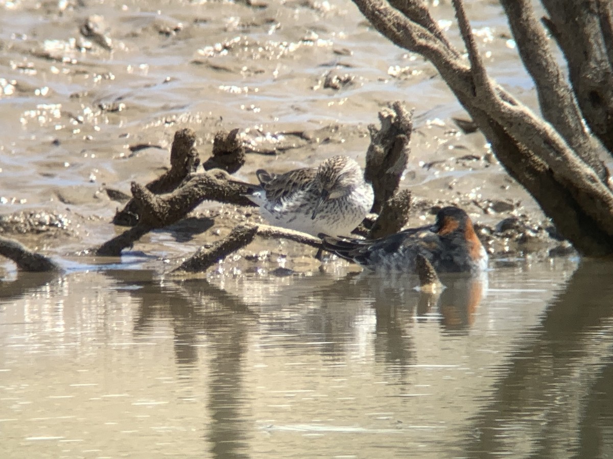 White-rumped Sandpiper - ML619096964