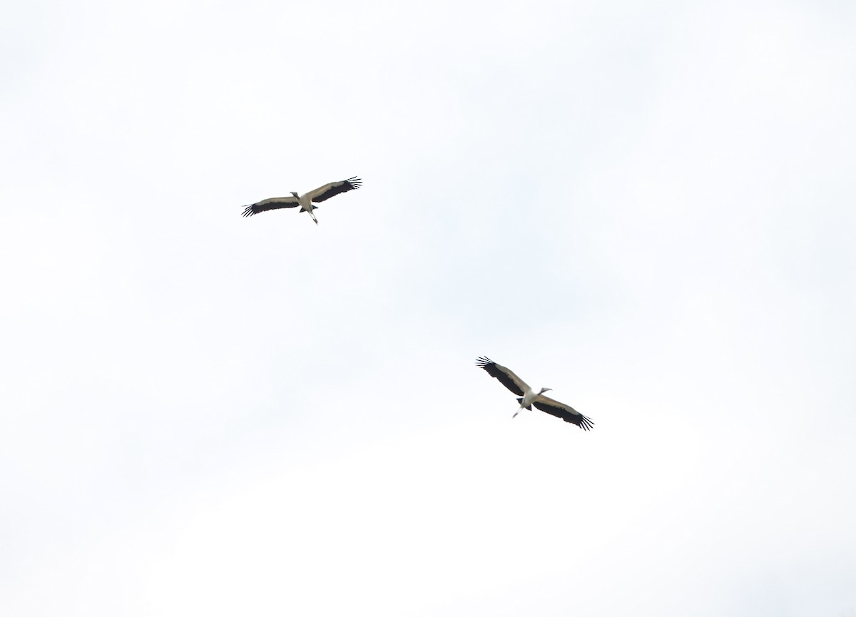 Wood Stork - Linda  Nong