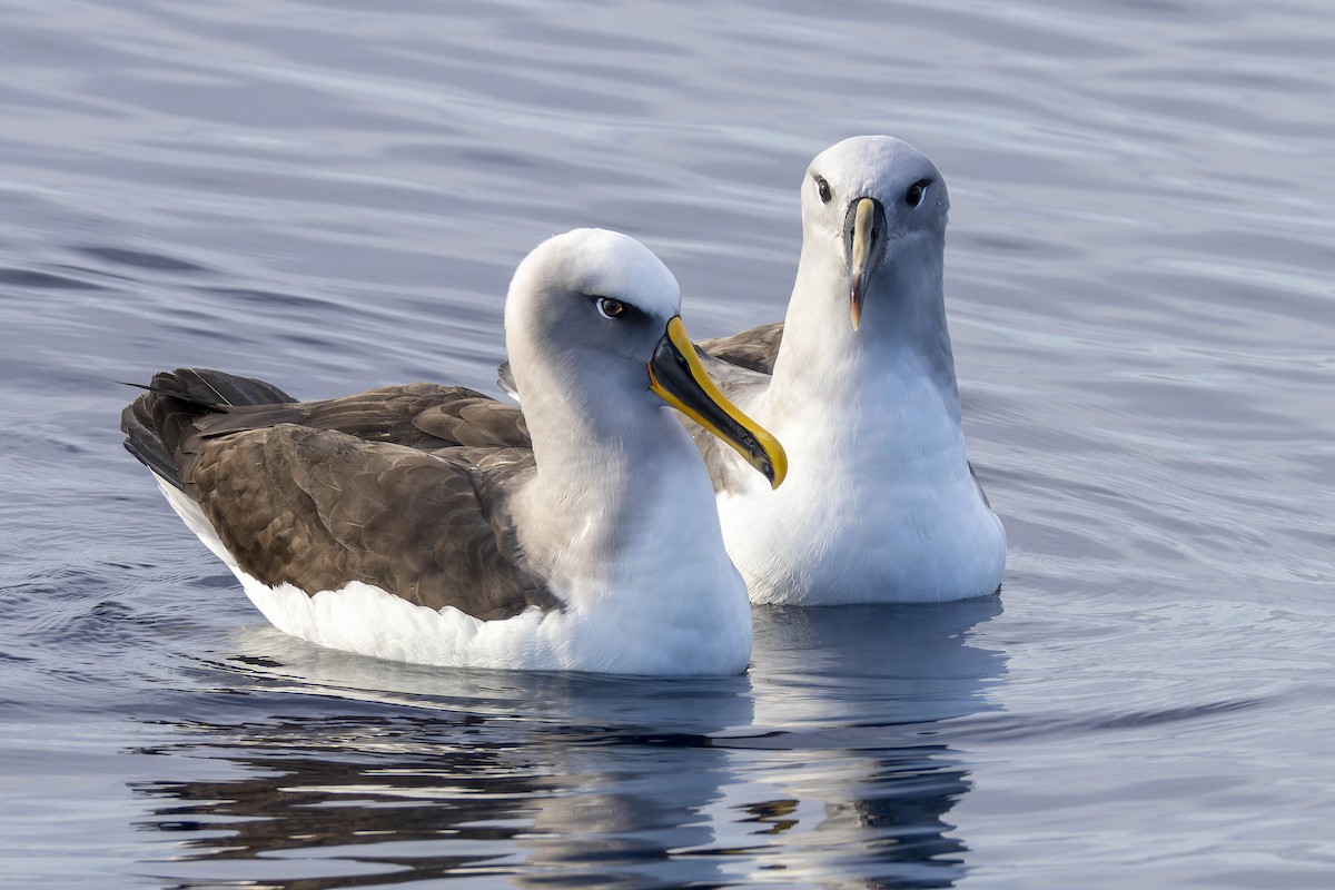 Gray-headed Albatross - Oscar Thomas