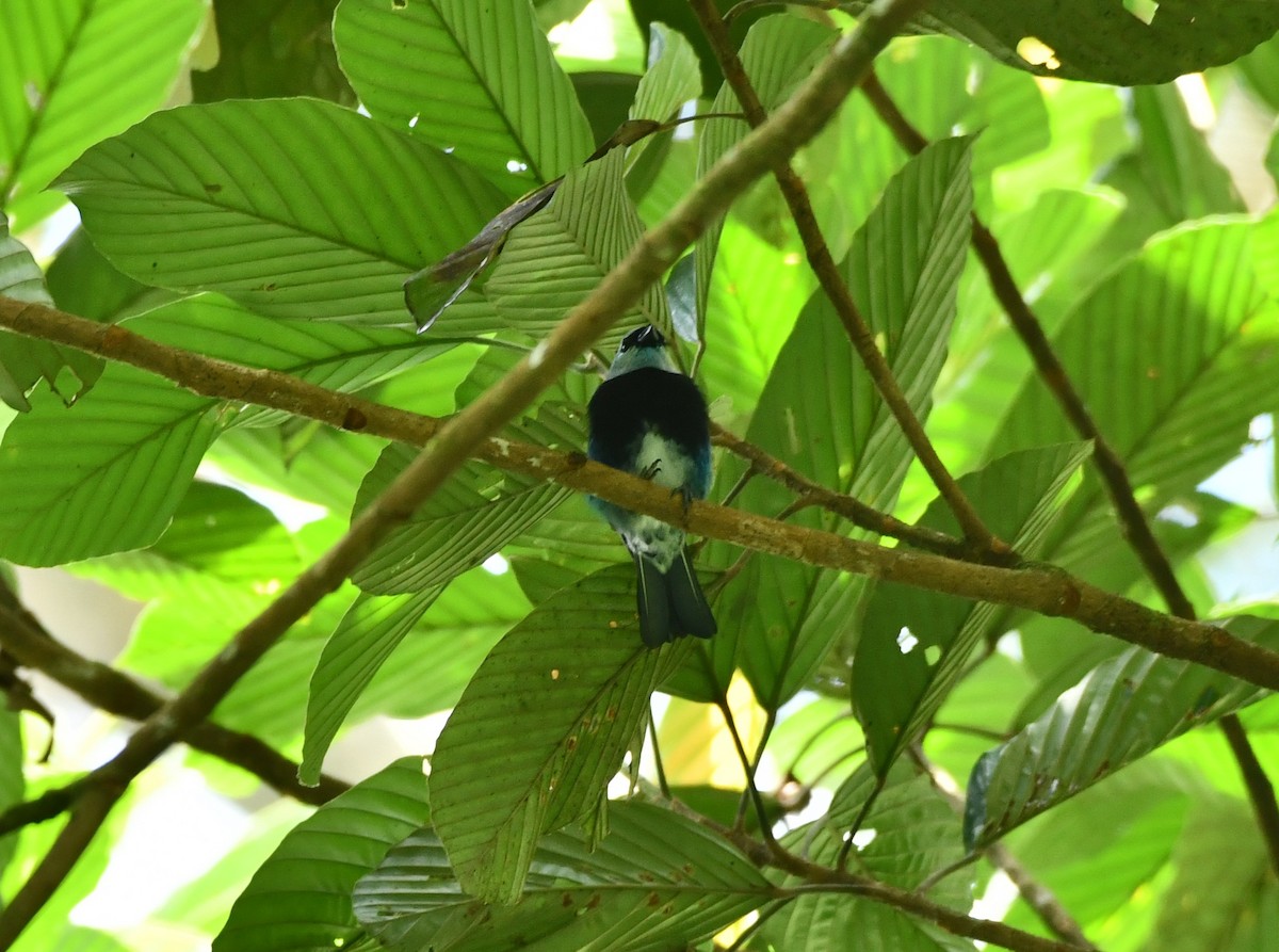 Masked Tanager - Carlos Proaño