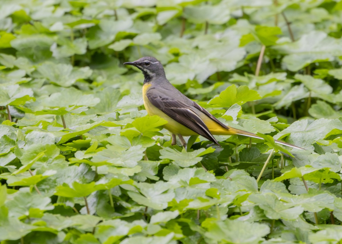 Gray Wagtail - Nathaniel Dargue