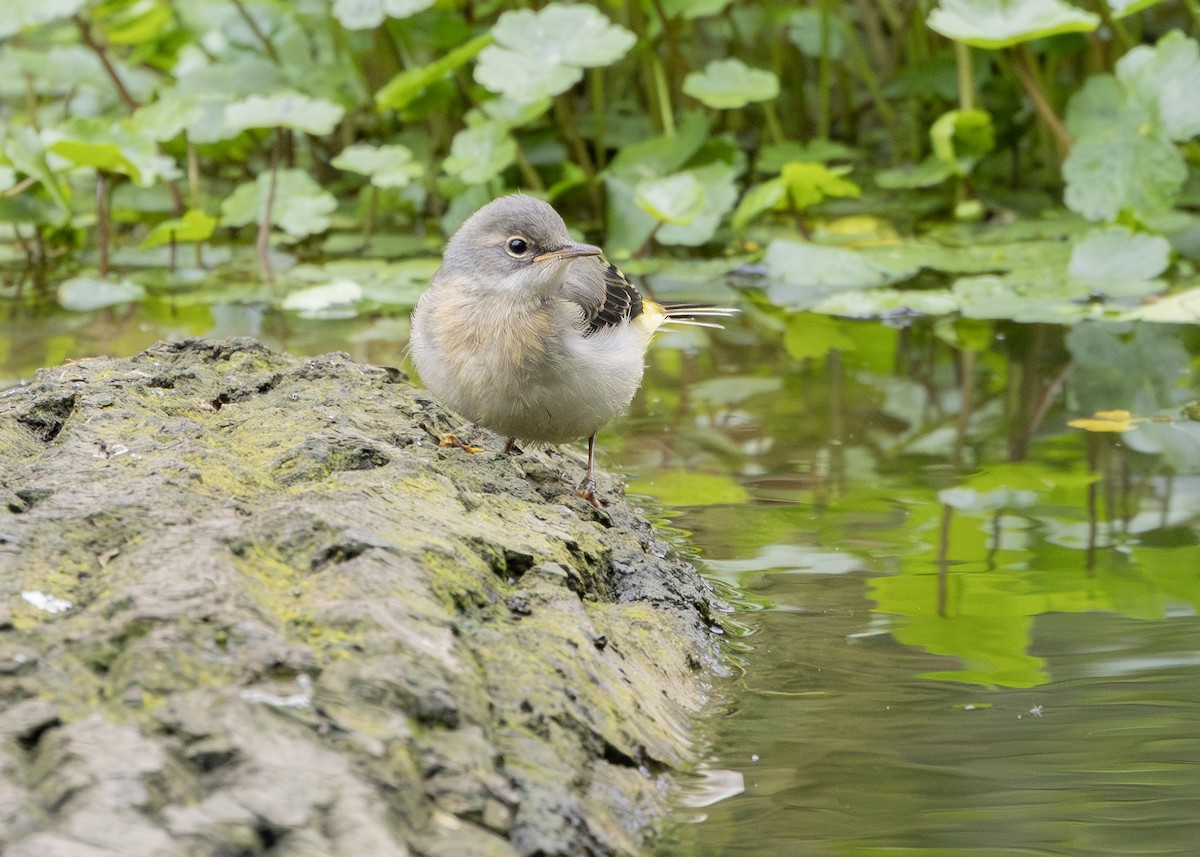 Gray Wagtail - Nathaniel Dargue