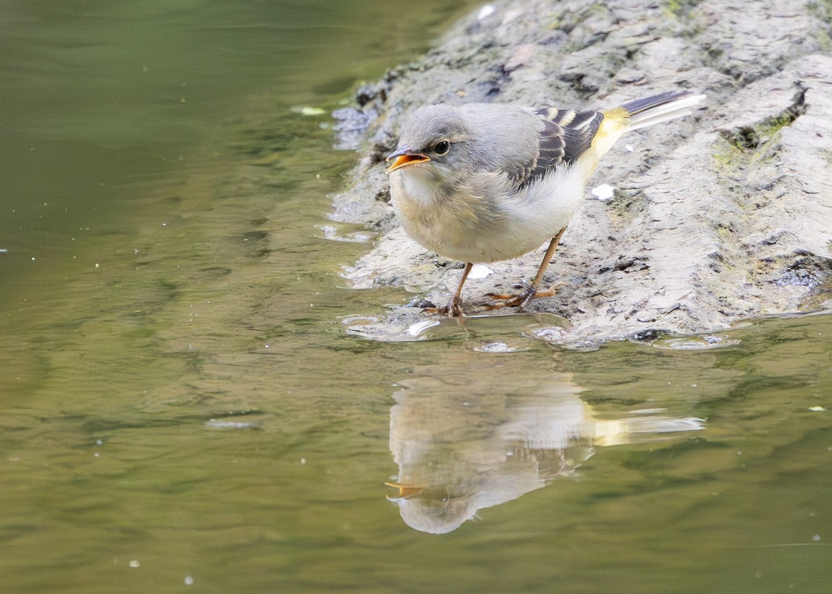 Gray Wagtail - Nathaniel Dargue