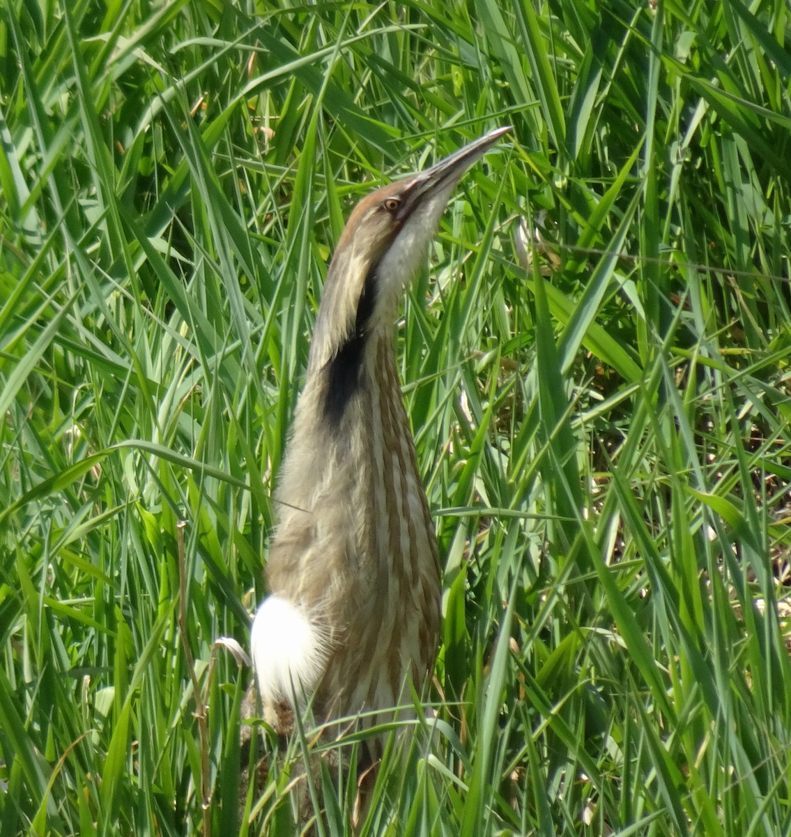 American Bittern - ML619097038