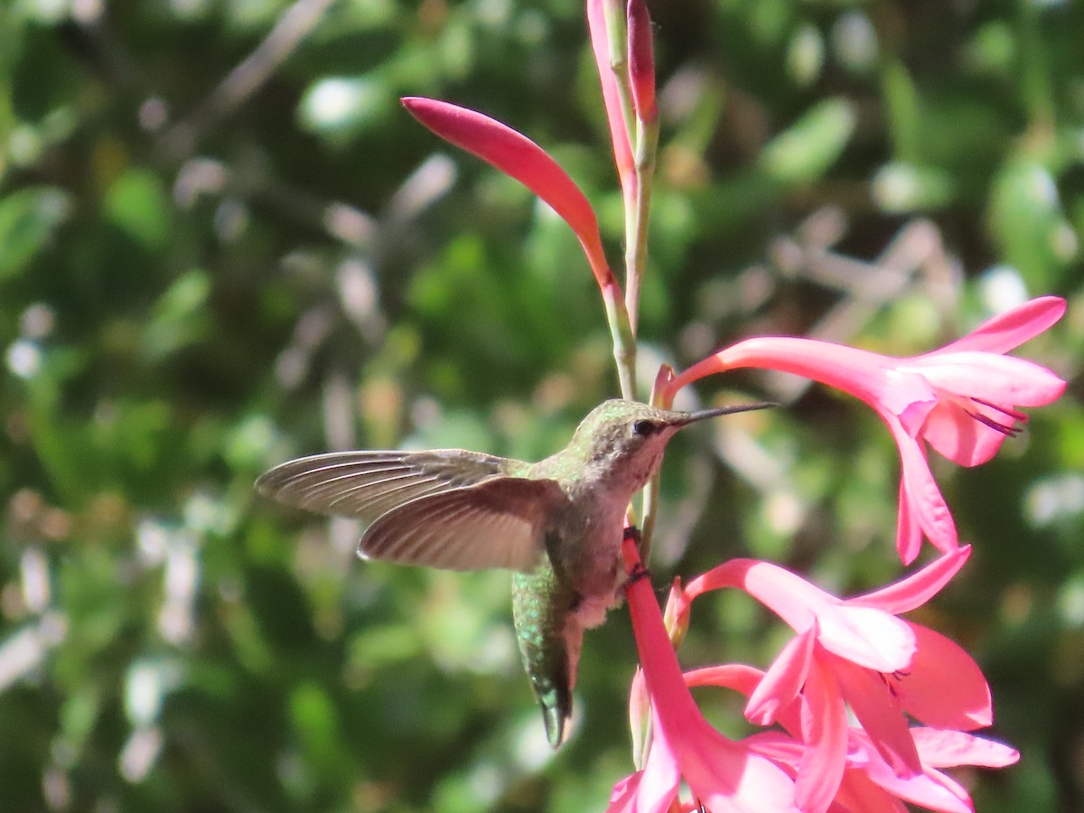 hummingbird sp. - Sharon Rasmussen