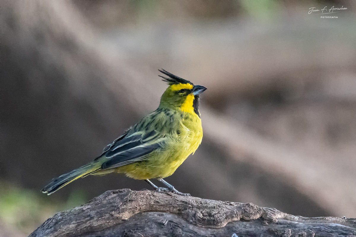 Yellow Cardinal - ML619097073