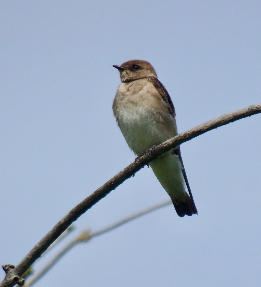 Northern Rough-winged Swallow - Caryn Fehr