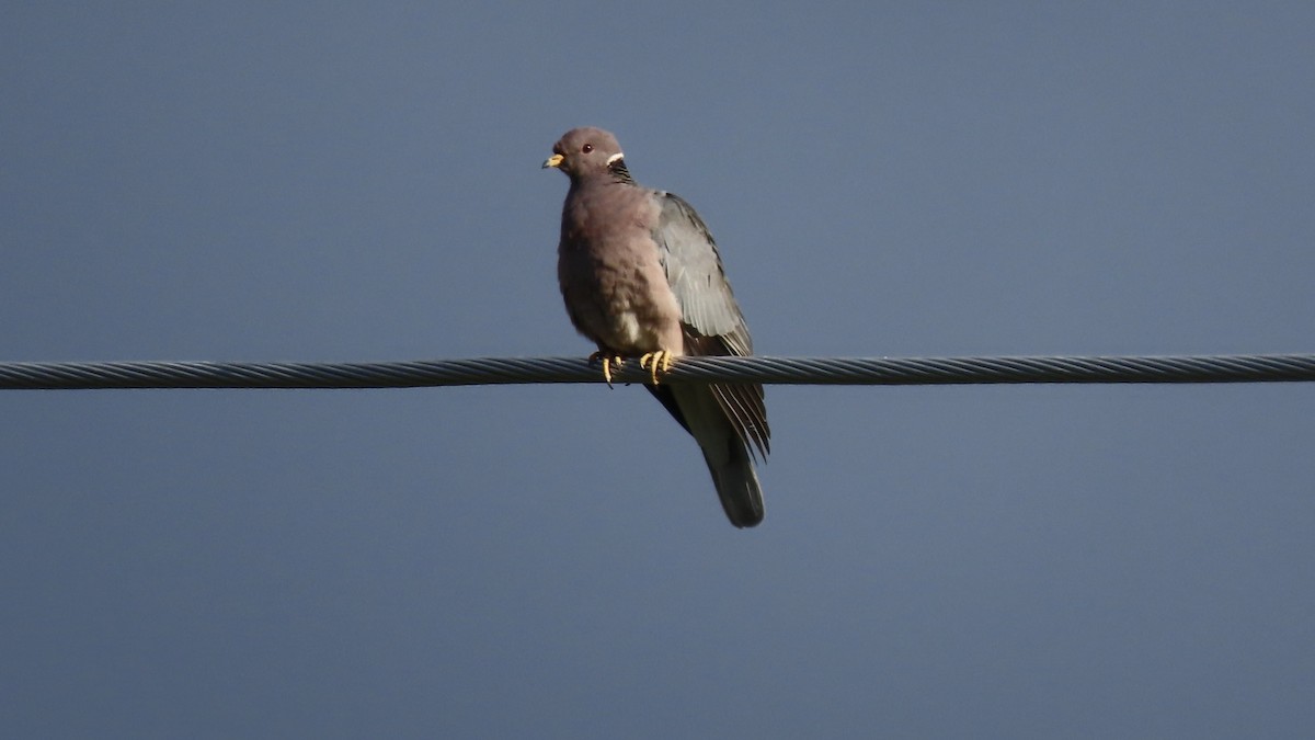 Band-tailed Pigeon - Greg Osland