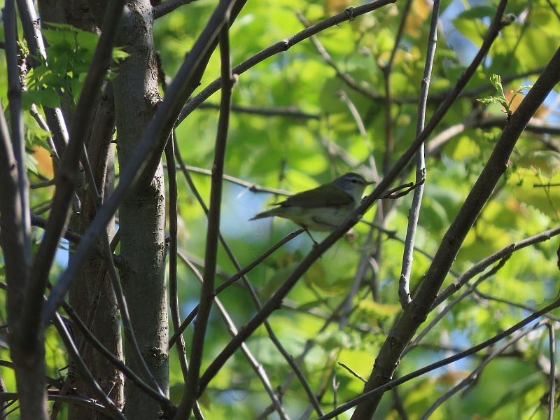Tennessee Warbler - Tracy The Birder