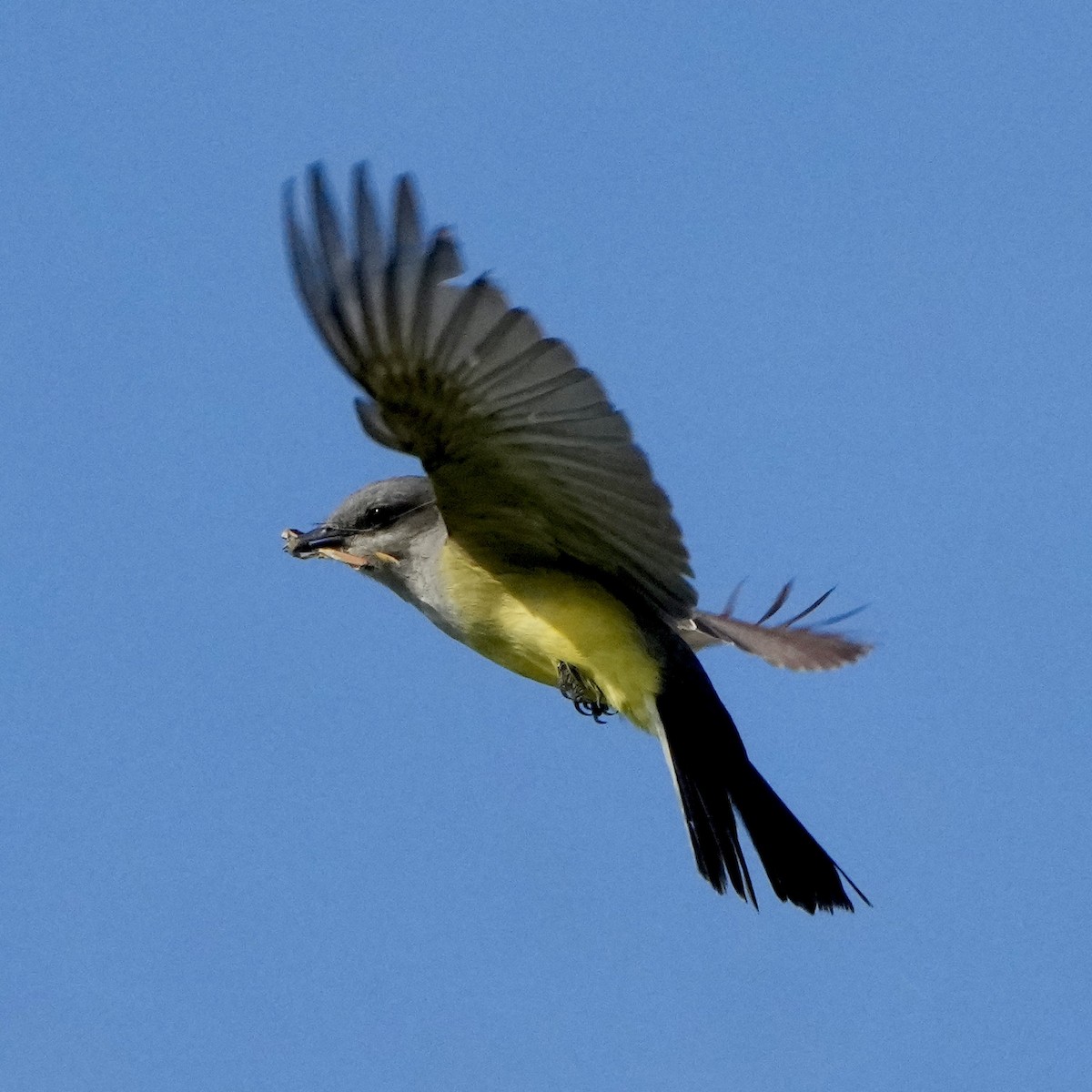 Western Kingbird - ML619097114