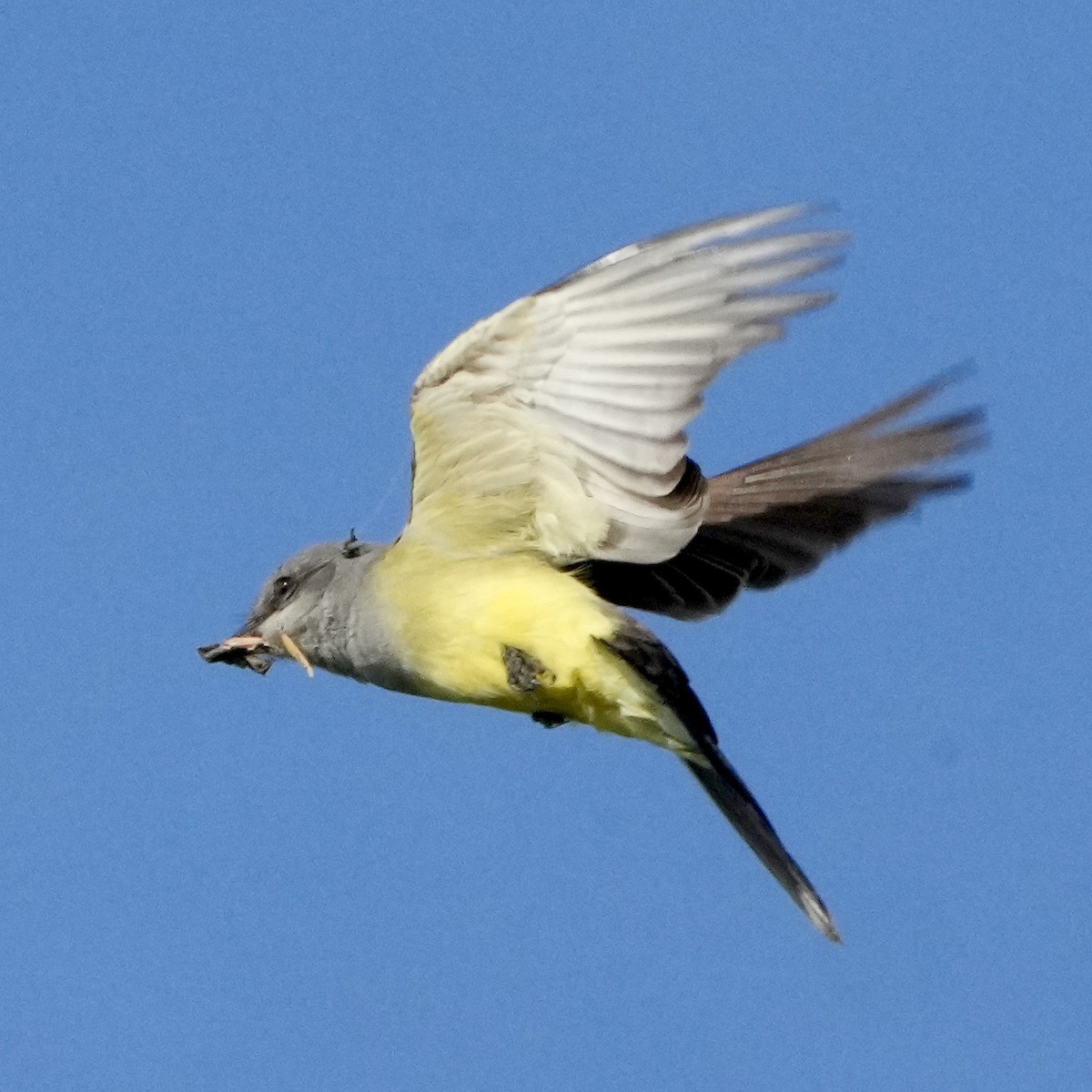 Western Kingbird - ML619097117