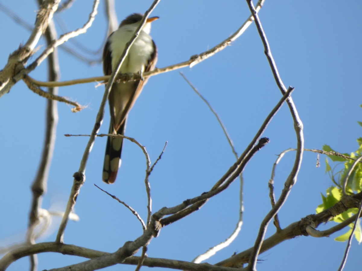 Yellow-billed Cuckoo - Paula Wegert