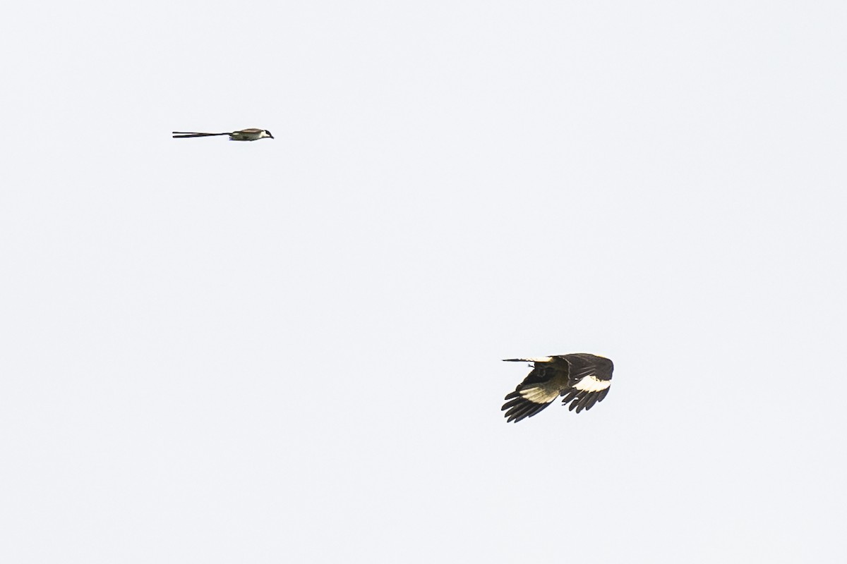 Fork-tailed Flycatcher - Amed Hernández