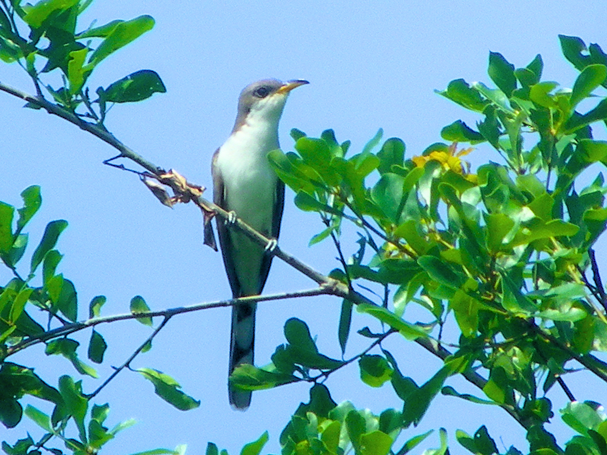 Yellow-billed Cuckoo - ML619097138