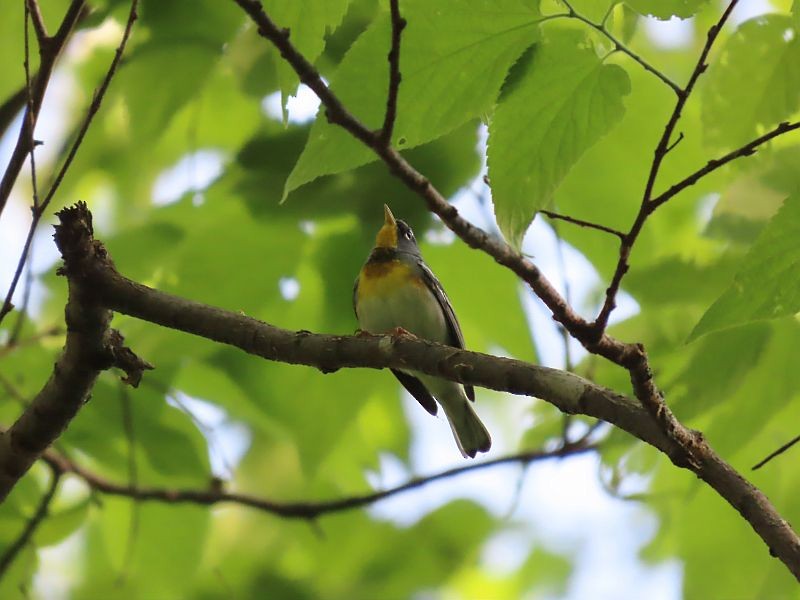 Northern Parula - Tracy The Birder