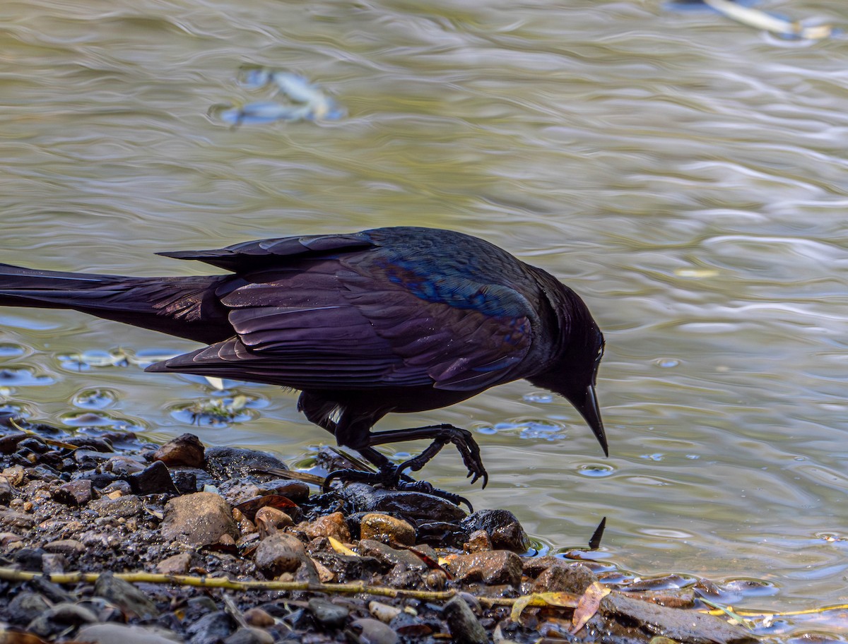 Common Grackle - Gerald McGee